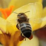 Apis mellifera siciliana
