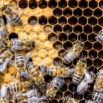 Le api e il miele