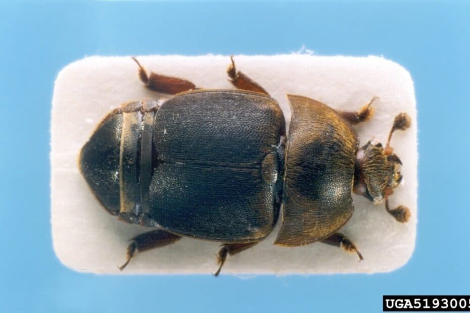 Aethina Tumida SHB