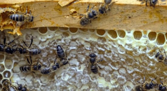 Una struttura di un alveare di api in casa Una struttura di un alveare di api in casa