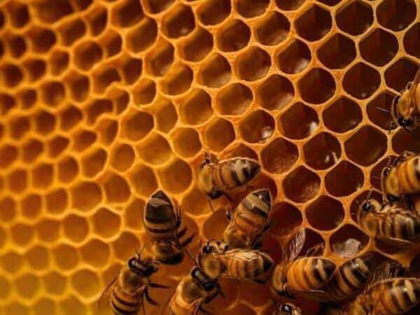 apicoltore
