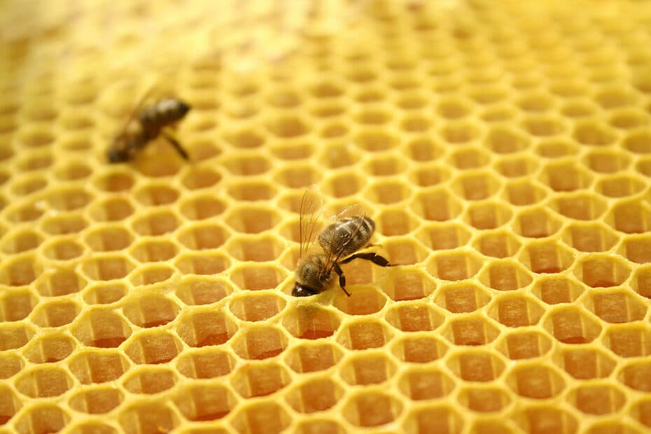 Api al lavoro dentro il nido