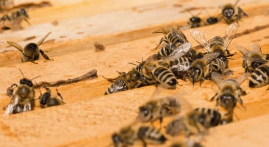 Nido di Api in Casa tra delle tavole di legno