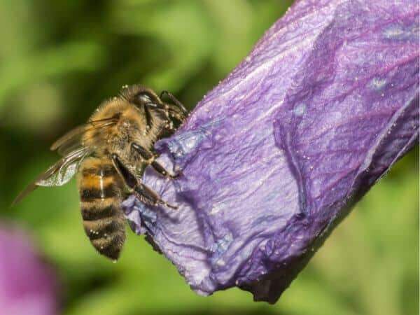Virus delle Ali Deformi