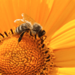 Apis mellifica
