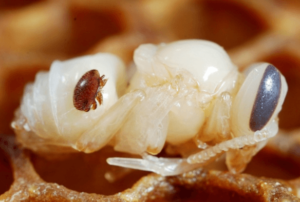 varroa