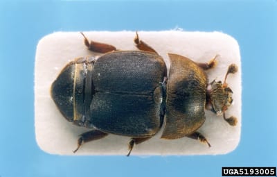 Aethina Tumida SHB