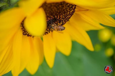 ape e girasole