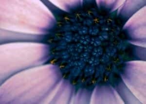 particolare di un fiore viola